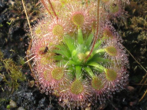 Drosera 'sidjamesii'