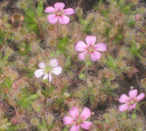 Drosera pulchella fleur mauve