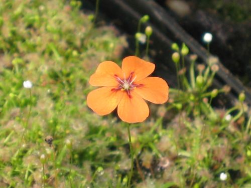 Drosera pulchella 'Salmon flower'