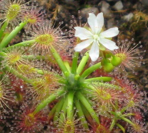 Drosera dichrosepala