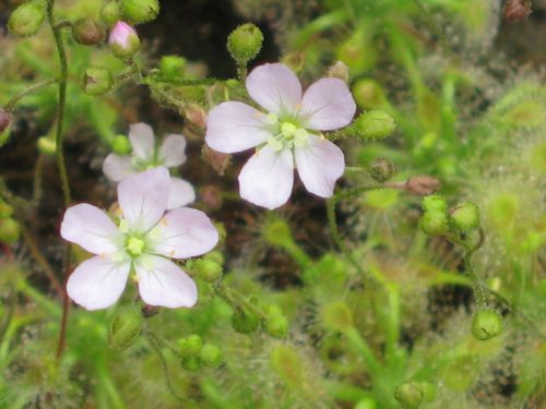 Drosera ericksoniae