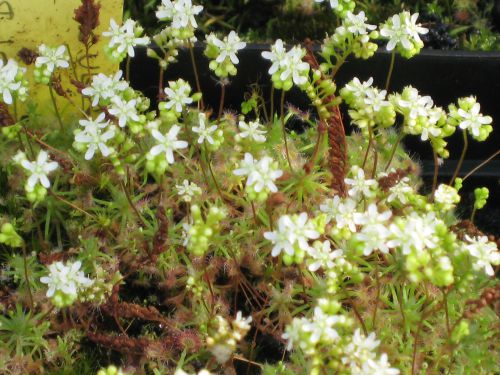 Drosera palacea ssp palacea