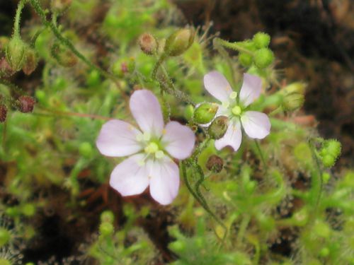 Drosera pygmaea