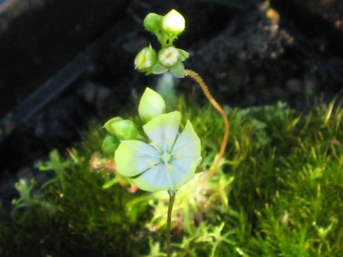 Drosera citrina