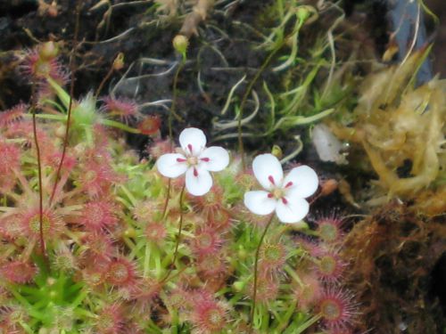 Drosera 'lake badgerup'