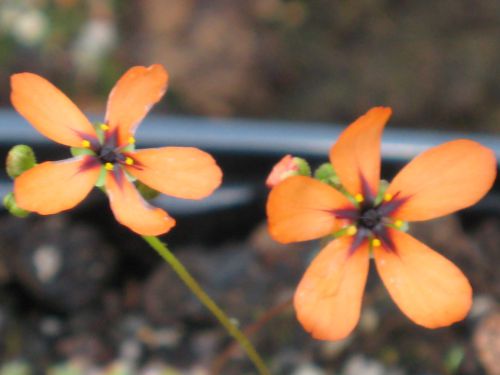 Drosera callistos