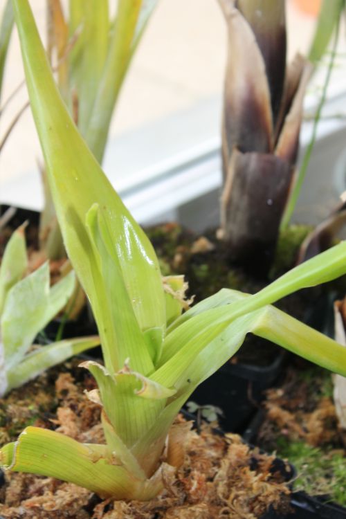 Brocchinia tatei