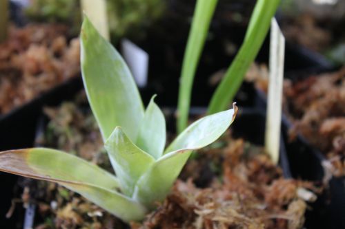 Catopsis berteroniana