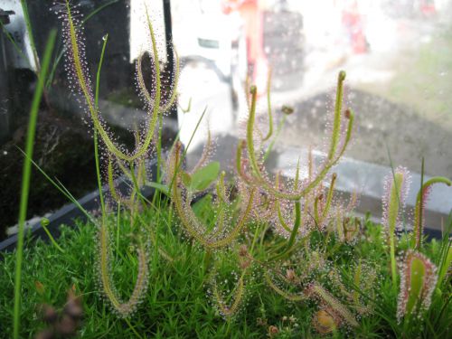 Drosera binata var. dichotoma