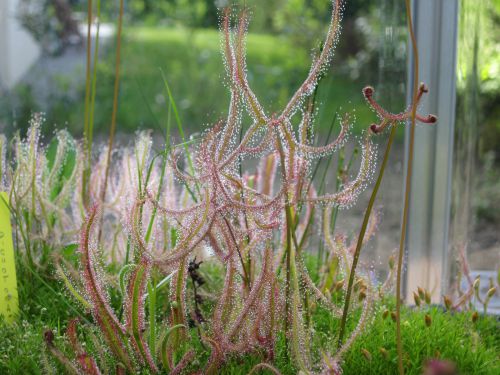 Drosera binata var. multifida f. extrema