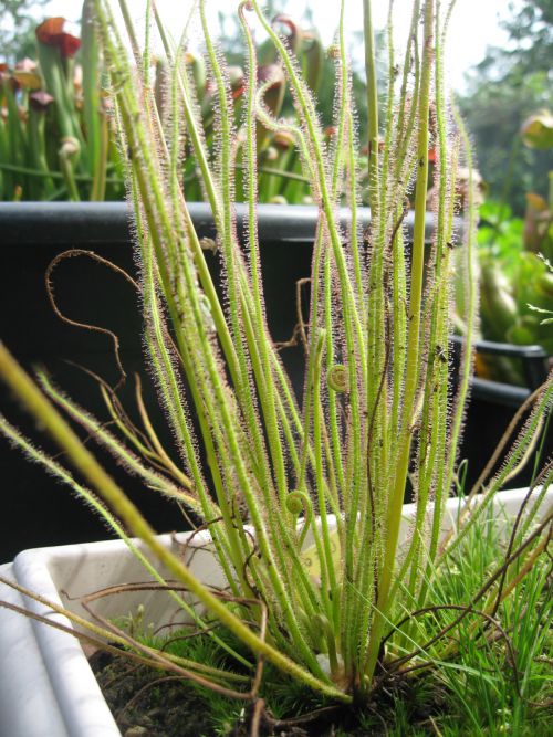 Drosera filiformis