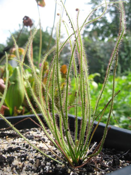 Drosera filiformis 'Florida giant'