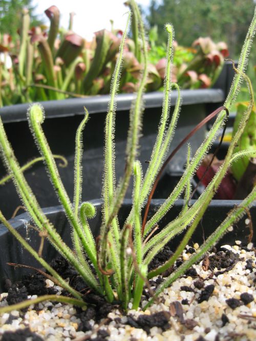 Drosera filiformis var tracyi