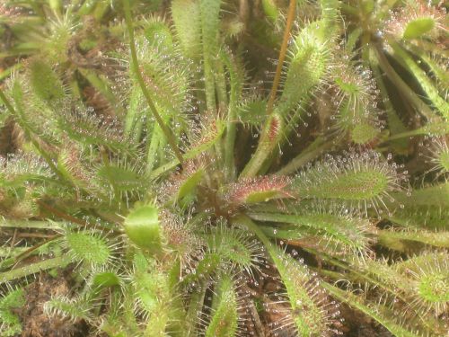 Drosera 'watari'