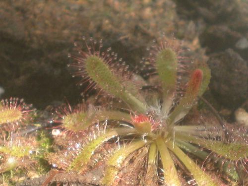 Drosera x linthulata