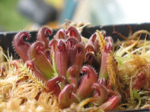 Heliamphora nutans (juvénile)