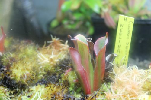 Heliamphora neblinae