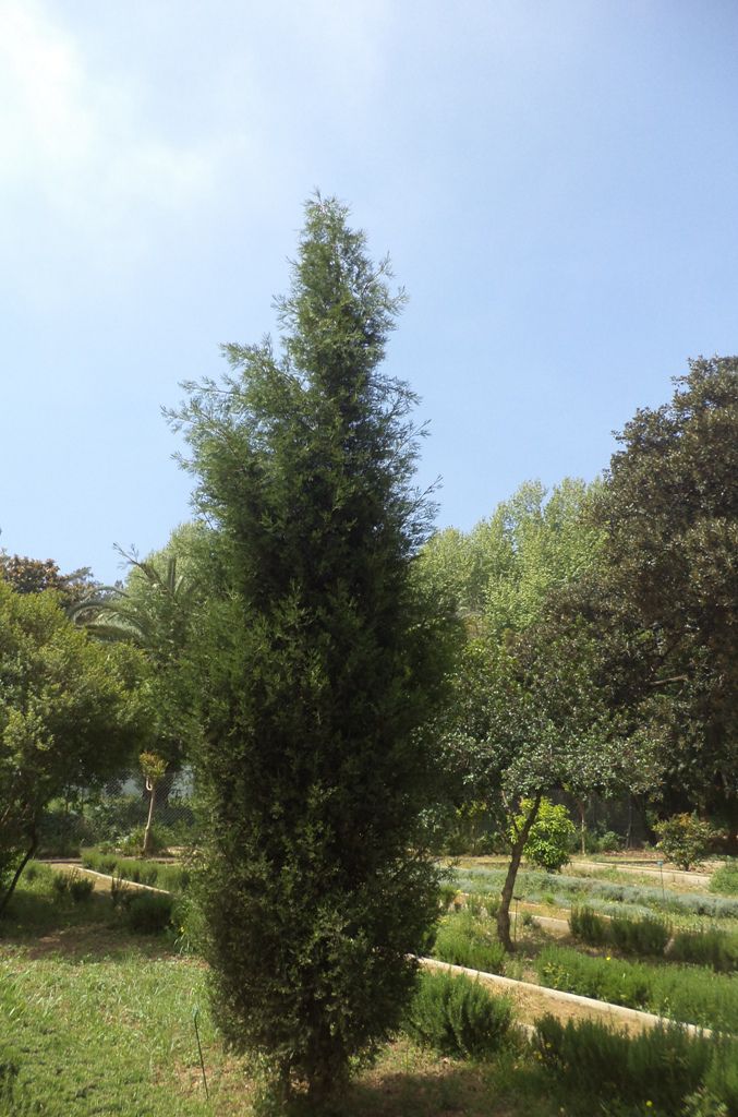 Jeune pin du Tassili