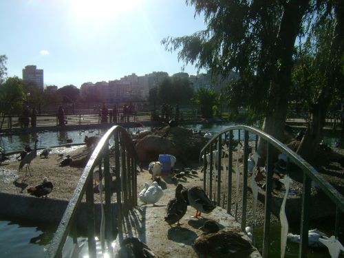 La mare aux canards du parc zoologique de Ben Aknoun (Alger)