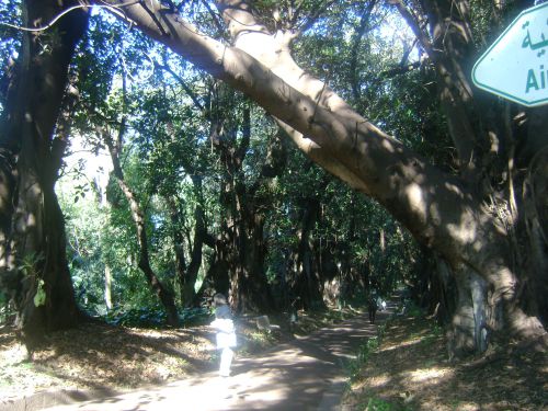 Ficus du Queenslands (Australie) acclimatés au jardin d'essai du Hamma (Alger)