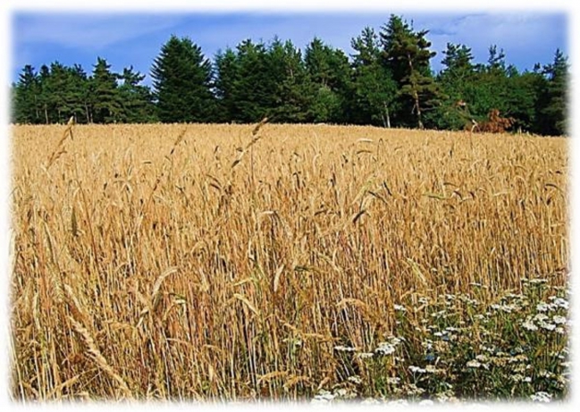 Grain de blé 2015 3.jpg