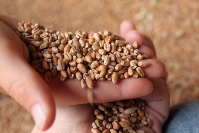 Grain de blé 2015 13.jpg