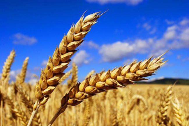 Grain de blé 2015 10.jpg