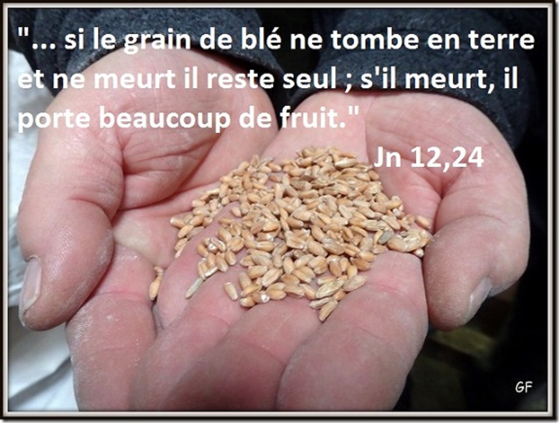 Grain de blé 2016 3.jpg