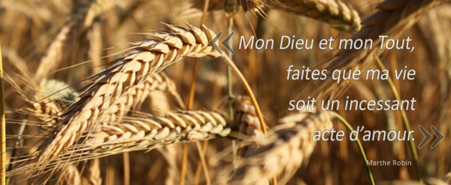 Grain de blé 2015 2.png