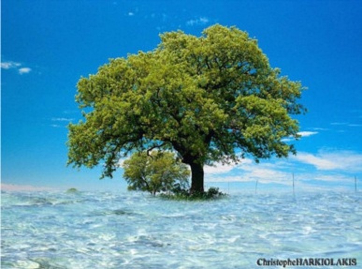 Arbre_dans_la_mer.jpg