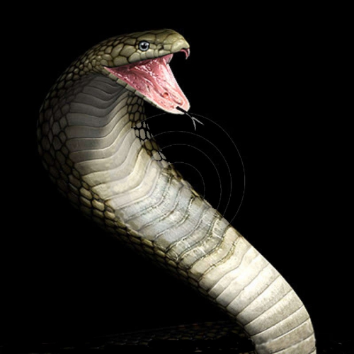 serpent-de-cobra-de-vipère-25589453.jpg