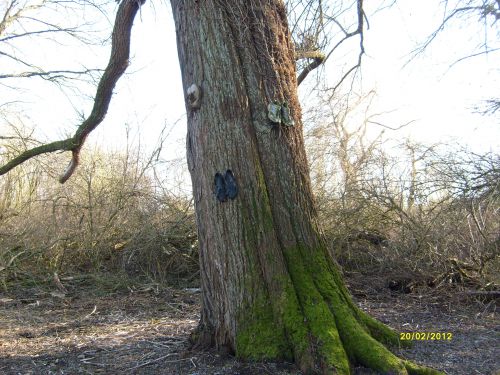 l'arbre aux chaussures