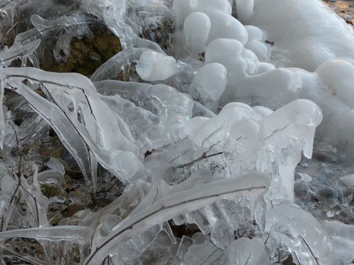 végétation glaciaire au pieds des voies d'escalade