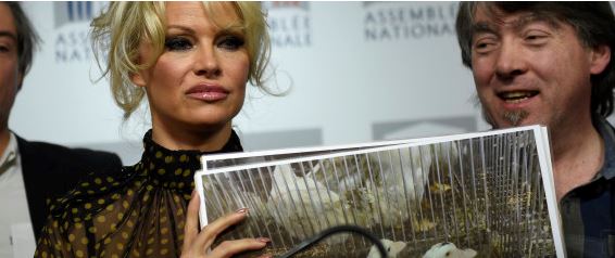 Pamela Anderson.JPG
