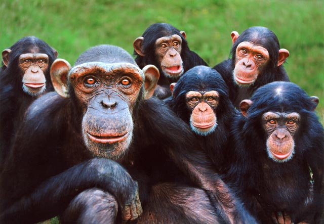 primates.JPG