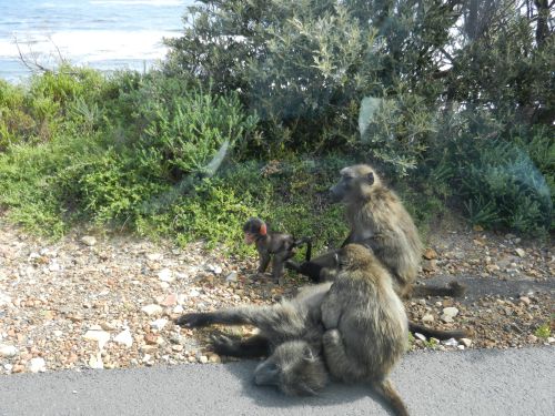 Baboons === Cape of good hope reserve