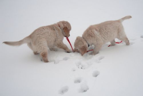 chiot mâle et chiot femelle dans la neige