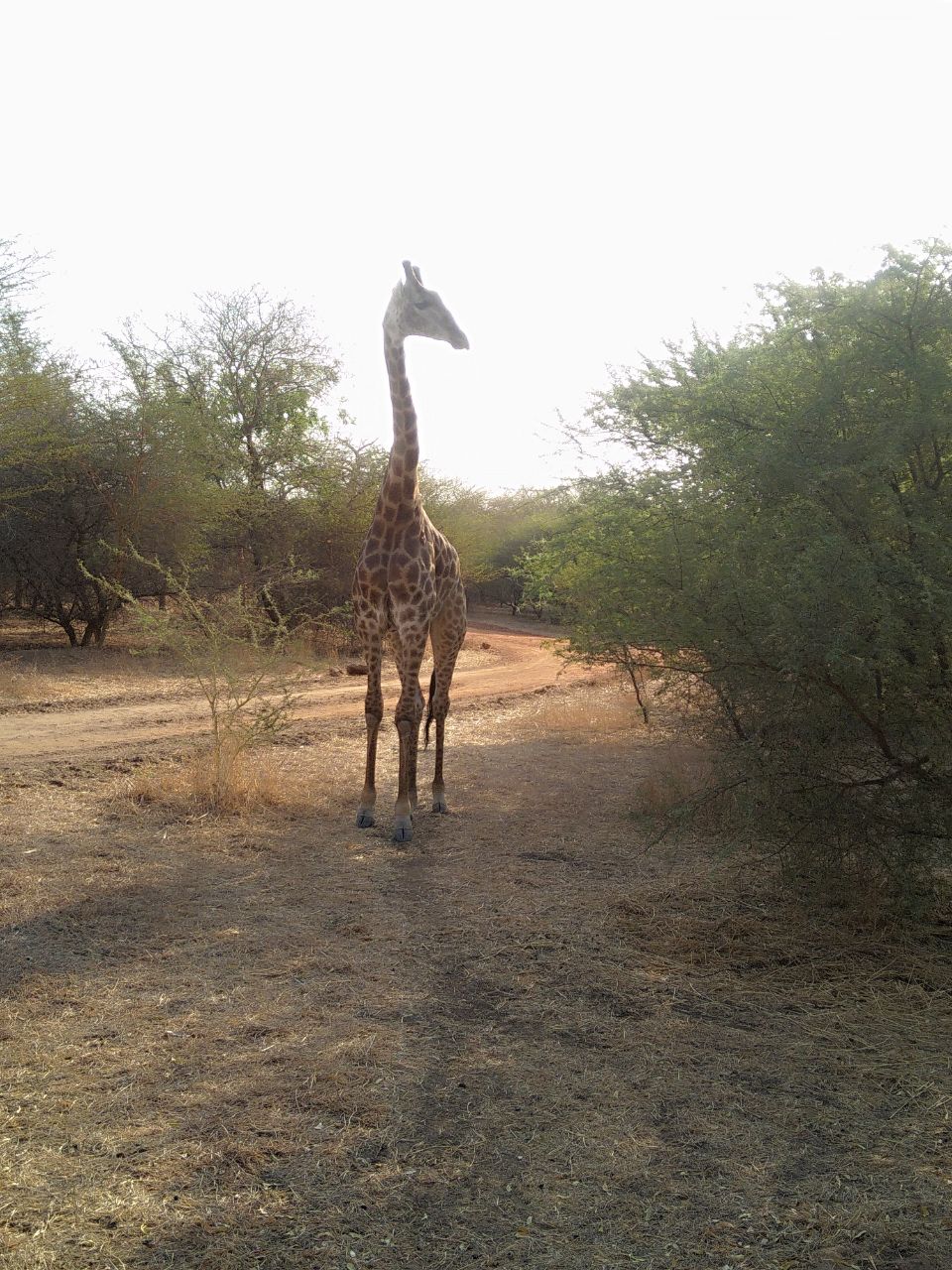 5 mars Giraphe.jpg
