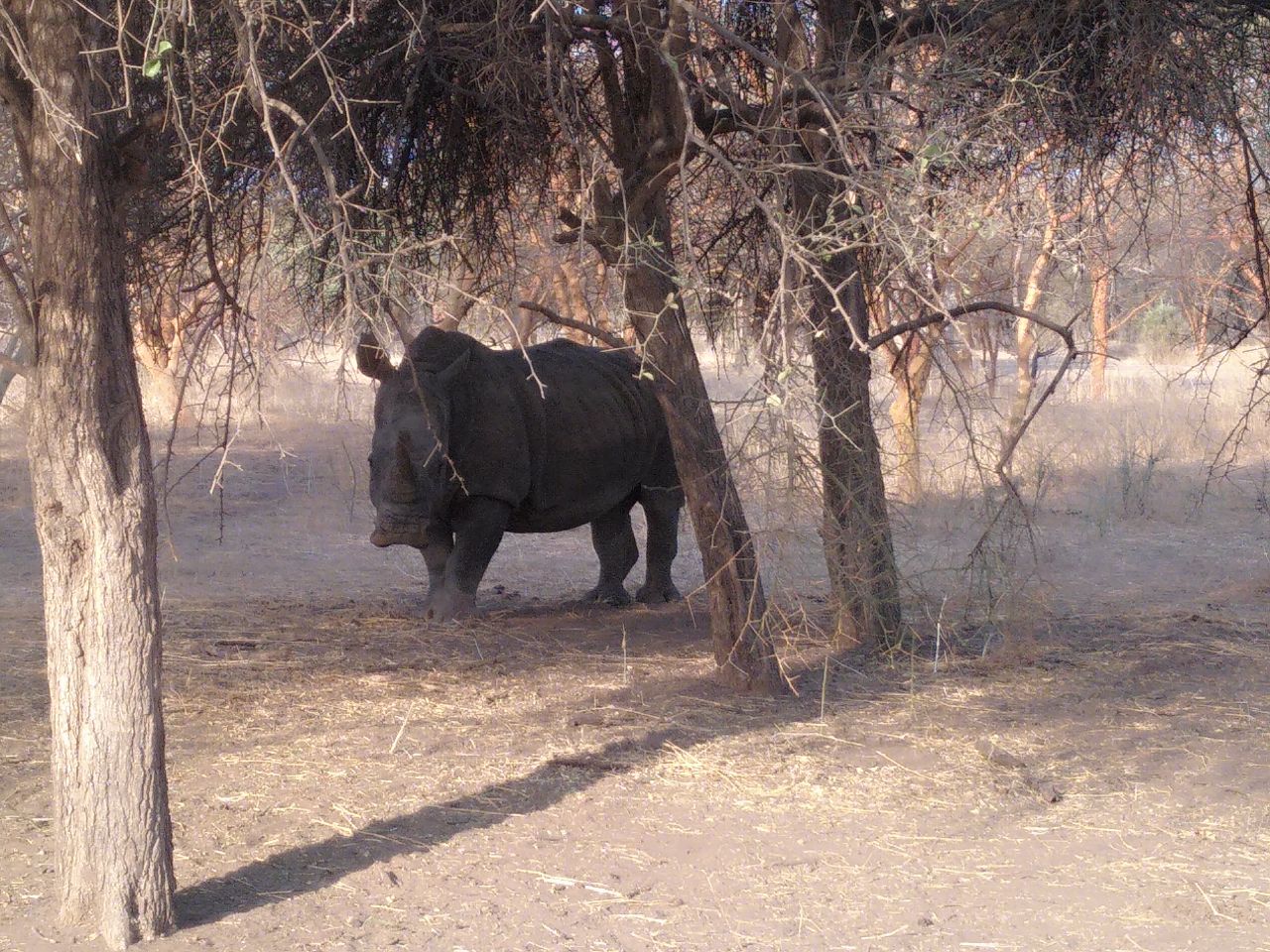 05 mars Rhino.jpg