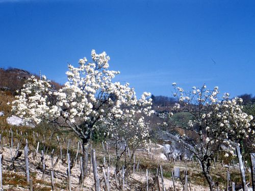 près de Baptistou (1957)