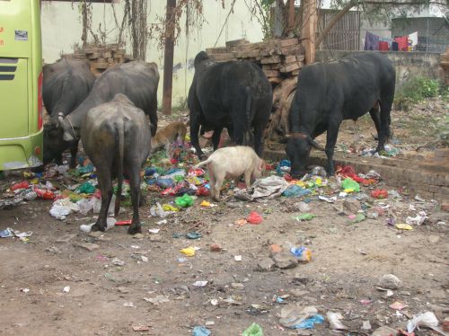 Varanasi - Les animaux sacrés