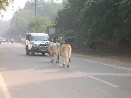 Varanasi - Les vaches au milieu de la route