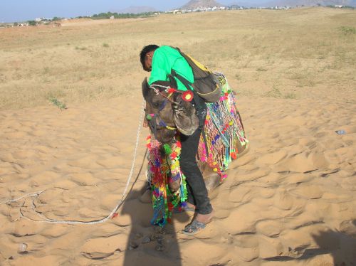 Pushkar - Petit tour de chameau dans le désert