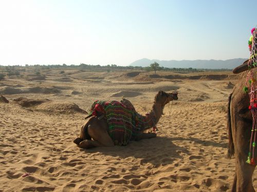 Pushkar - Petit tour de chameau dans le désert