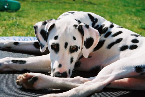 Le trampo pour la sieste c'est quand même mieux que l'herbe, NON ?