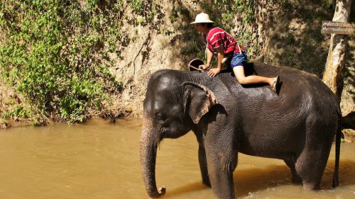 Eléphant à la douche