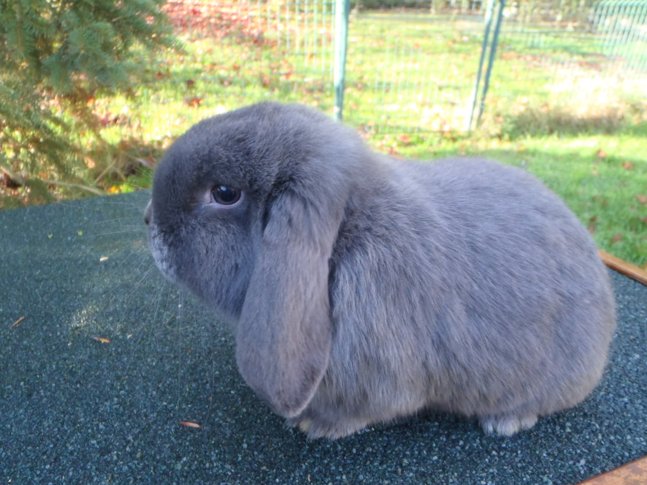 bélier bleu né en été 2019.JPG