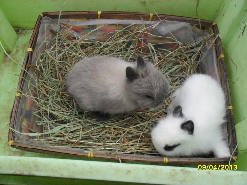 2 lapins angora nés le 22 mars