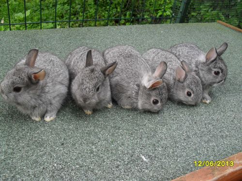 5 lapins à poil court gris chinchilla nés le 14 mai