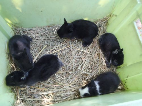 4 lapins OD nés le 8 avril